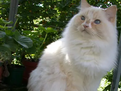 Pale cream long-haired RagaMuffin sitting on a garden chair