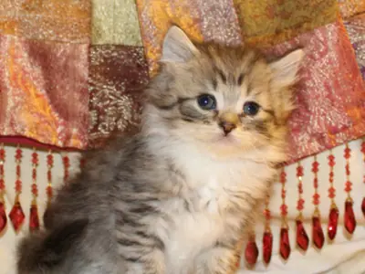 Brown tabby RagaMuffin kitten sitting in front of a tasselled fabric
