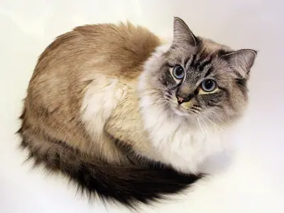 Long-haired pointed Ragdoll with a dark bushy tail, curled up and looking back at the camera