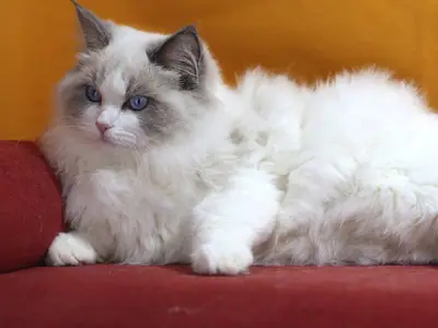 Blue bicolour Ragdoll with blue eyes lying on a red sofa