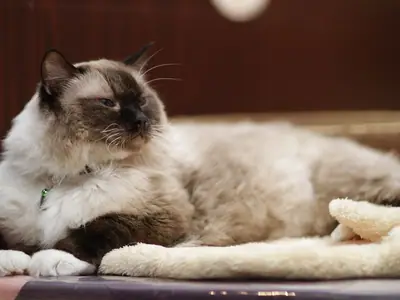 Dark seal-pointed Ragdoll stretched out on a fleece mat in a cat café