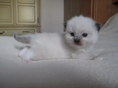 Three-week-old Ragdoll kitten with pale fluffy fur lying on a grey blanket