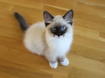 Blue-eyed Ragdoll kitten with dark face and ears sitting on a wooden floor, looking up
