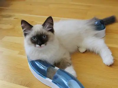 Ragdoll kitten lying on a wooden floor beside a blue plastic toy