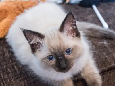 Blue-eyed pointed Ragdoll kitten lying on a brown rug, facing the camera
