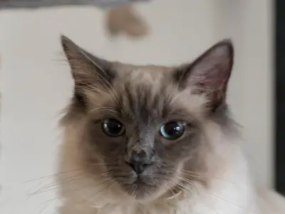 Close-up of a long-haired Ragdoll with a darker face and blue eyes looking straight ahead