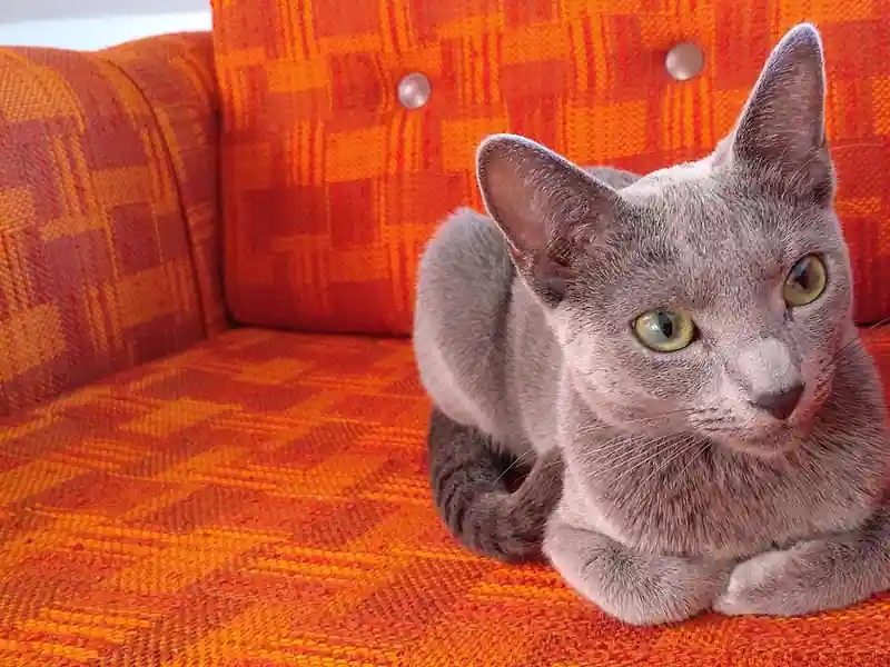 Silver-grey Russian Blue lying with paws tucked on an orange armchair