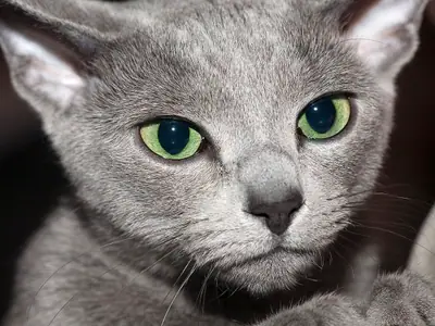 Close-up of a Russian Blue with green eyes and short silver-grey fur