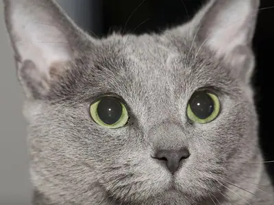 Russian Blue with large upright ears and green eyes staring at the camera