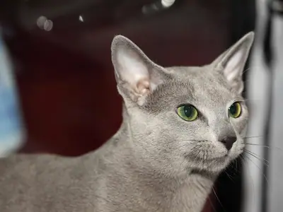 Slender Russian Blue in profile looking right against a dark background
