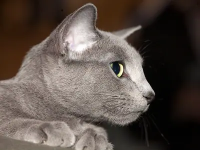 Russian Blue lying with its paws forward, gazing to the right in profile