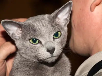 Green-eyed Russian Blue held close against a person's cheek