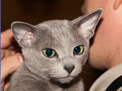 Russian Blue looking straight at the camera while being cuddled