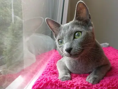 Russian Blue lying on a bright pink mat beside a window