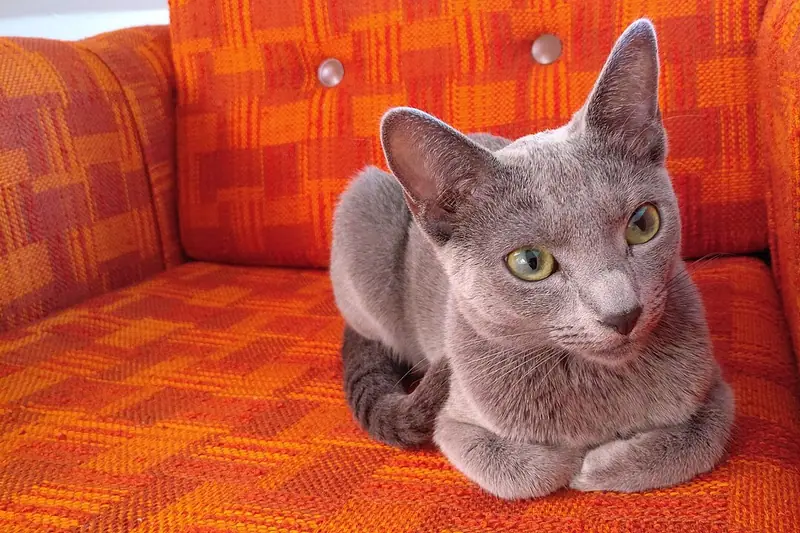 Silver-grey Russian Blue lying with paws tucked on an orange armchair