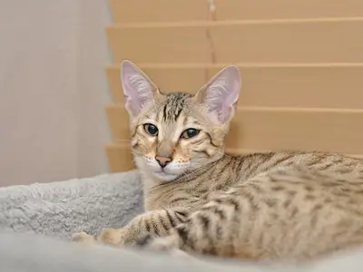Spotted Savannah kitten with tall ears lying on a grey blanket