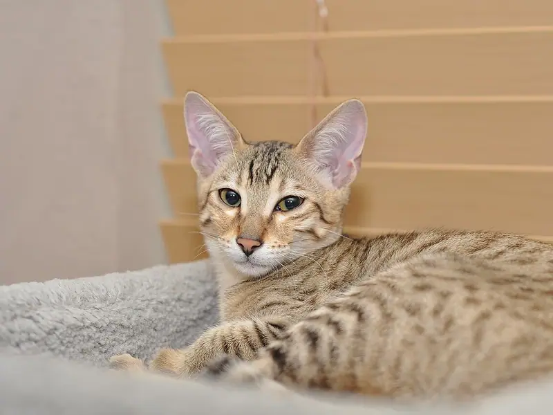 Spotted Savannah kitten with tall ears lying on a grey blanket