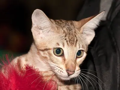 Golden spotted Savannah looking ahead beside a red feather toy