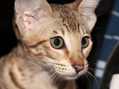 Close-up of a spotted Savannah with yellow-green eyes staring intently