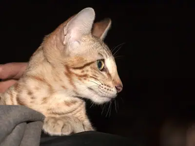Spotted Savannah in right profile against a dark background