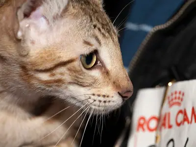 Spotted Savannah in profile at a cat show