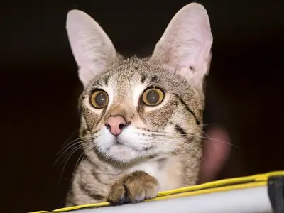 Big-eared spotted Savannah with round eyes resting its paws on a cage edge