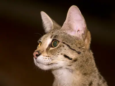 Large-eared spotted Savannah looking left against a dark background