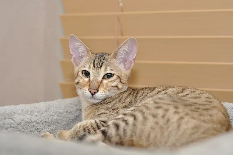 Spotted Savannah kitten with tall ears lying on a grey blanket