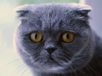 Blue-grey Scottish Fold with ears folded flat to its head and big round amber eyes