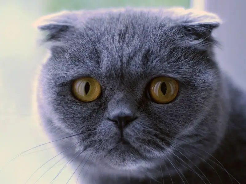 Blue-grey Scottish Fold with ears folded flat to its head and big round amber eyes