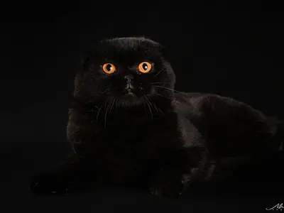 Solid black Scottish Fold with orange eyes lying against a black background