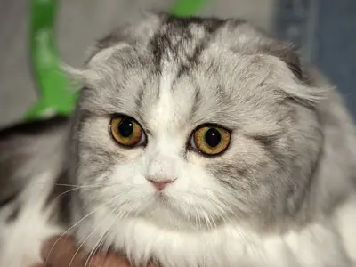 Silver-and-white longhaired Scottish Fold with amber eyes held at a cat show
