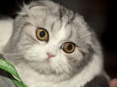 Close-up of a silver-and-white longhaired Scottish Fold with wide amber eyes