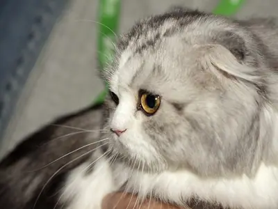 Silver-and-white longhaired Scottish Fold looking left while being held