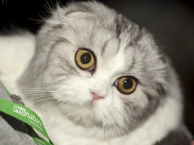 Silver-and-white longhaired Scottish Fold tilting its head, small folded ears visible