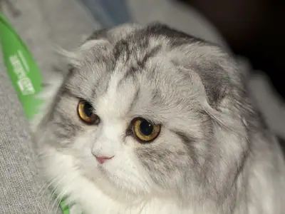 Silver-and-white longhaired Scottish Fold with amber eyes and a green lanyard nearby
