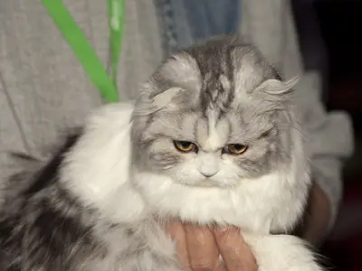 Silver-and-white longhaired Scottish Fold sitting in someone's hands, eyes narrowed