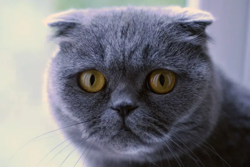 Blue-grey Scottish Fold with ears folded flat to its head and big round amber eyes