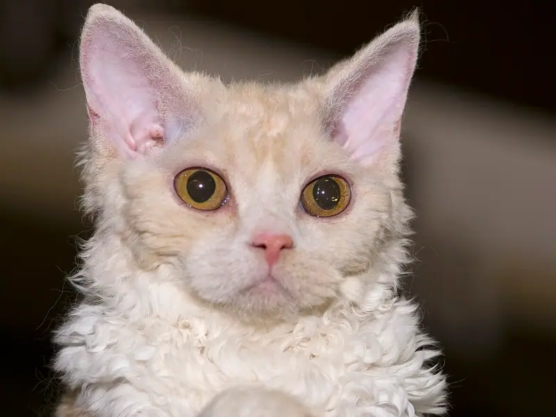 Cream-and-white Selkirk Rex with a curly coat, big ears and orange eyes