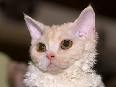 Curly cream Selkirk Rex glancing up to the left against a dark background