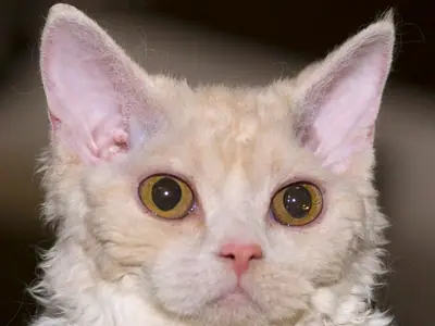 Close-up of a cream-and-white Selkirk Rex with curly neck fur and orange eyes