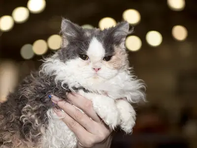 Shaggy curly white, grey and cream Selkirk Rex held in someone's hands