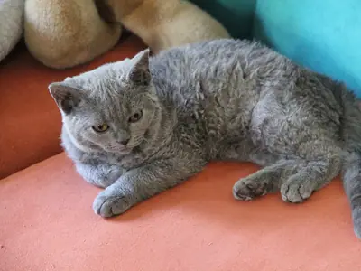 Blue-grey kitten with a dense short coat lying on an orange sofa
