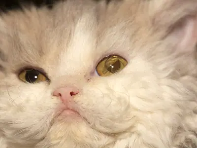 Close-up of a cream Selkirk Rex with tousled curly fur and amber eyes