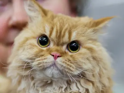 Long-haired cream-orange Selkirk Rex with curls and round eyes facing forward