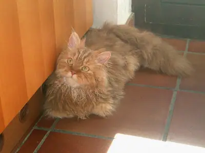 Fluffy cinnamon Selkirk Rex lying on a tiled floor