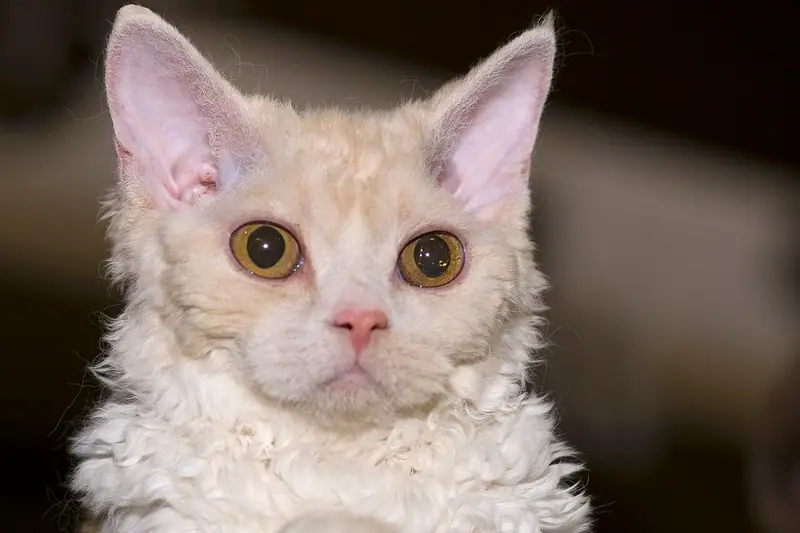 Cream-and-white Selkirk Rex with a curly coat, big ears and orange eyes