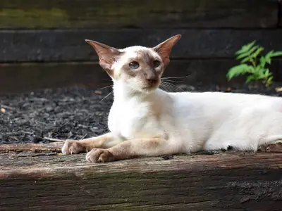 Chocolate point Siamese lying on a wooden beam in a garden, looking to the side