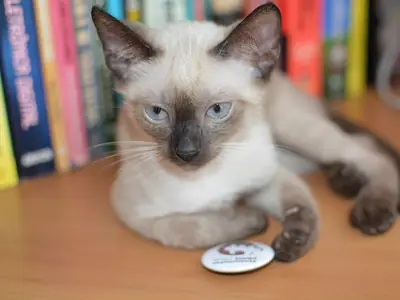 Cream Siamese kitten with darker face and ears lying on a table in front of bookshelves