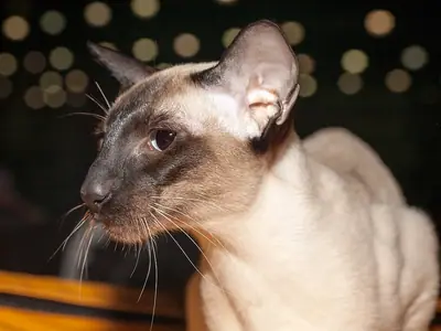 Close-up of a blue-eyed seal point Siamese in profile against blurred lights